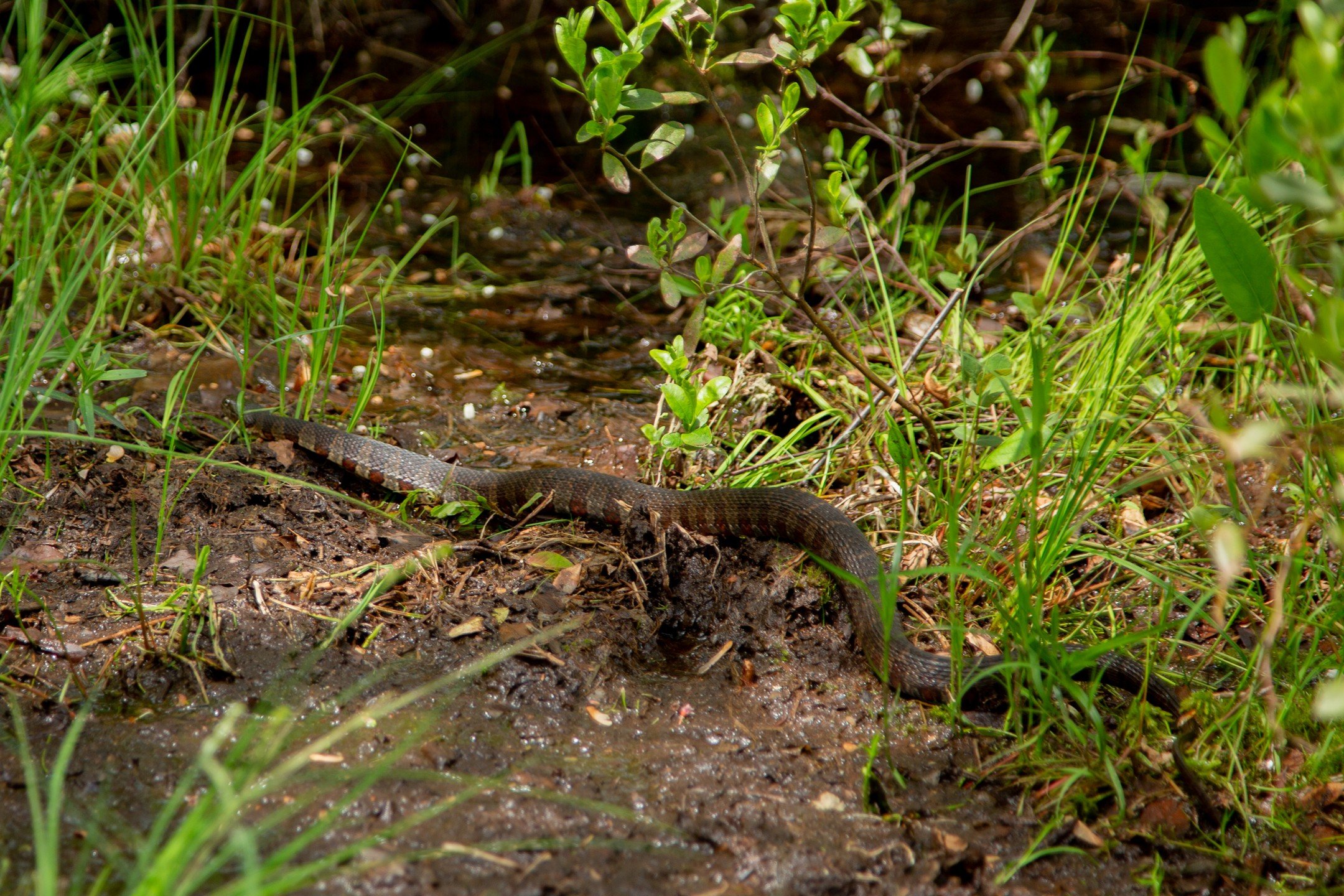 During this time of the year Northern Water Snakes are coming out of hibernation and mating. Come Summer there will be a new generation of these mostly harmless snakes.