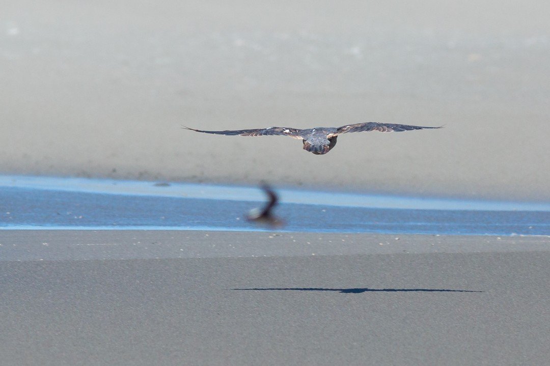 When this Peregrine Falcon swooped in the energy of the whole beach filled with Sanderlings and Seagulls changed substantially. It was like a cop pulling up to a party, everyone was scared for good reason.