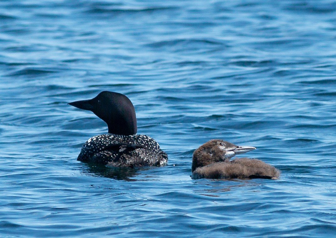 Common Loons are devoted parents. Every summer after a successful mating both parents take turns watching over the 1 to 2 chicks until they're old enough to go off on their own come fall.