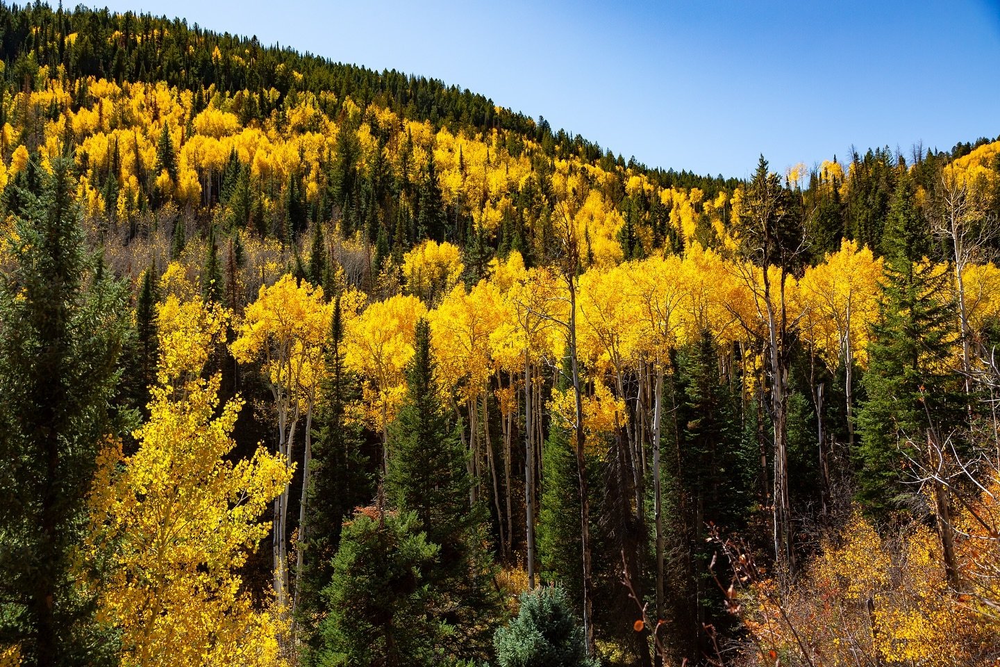 My time briefly living in Colorado was actually extremely emotionally difficult. During days alone this beautiful land held me and reminded me that like the Aspens I never stood alone.