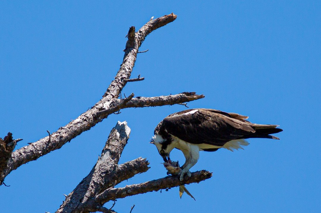 An Osprey may fly more than 120,000 miles in its lifetime. It takes a lot of fish to fuel those journeys!