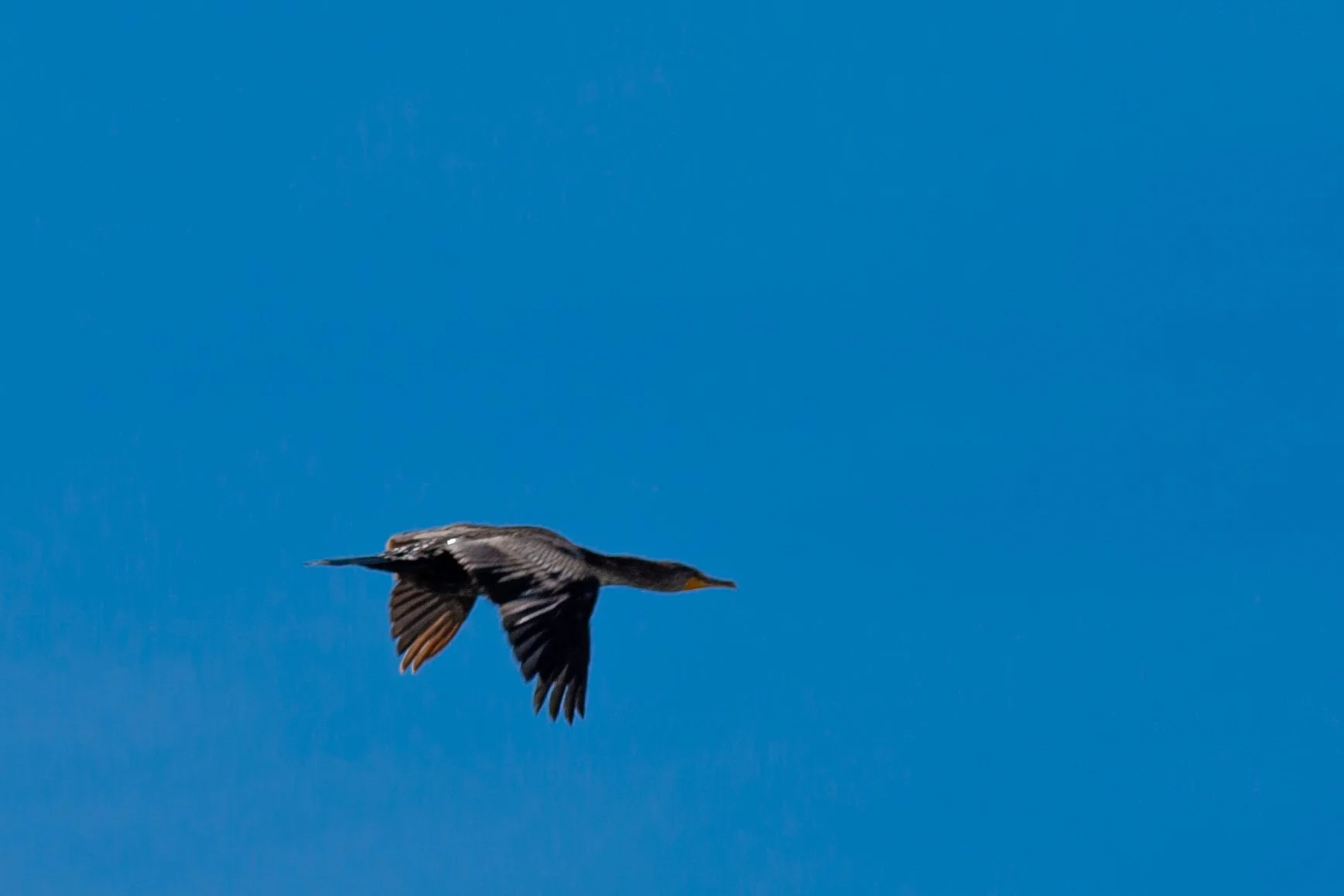 A Double Crested Cormorant in flight. There's something quite captivating to me about the way it holds its neck and head so forward and straight.