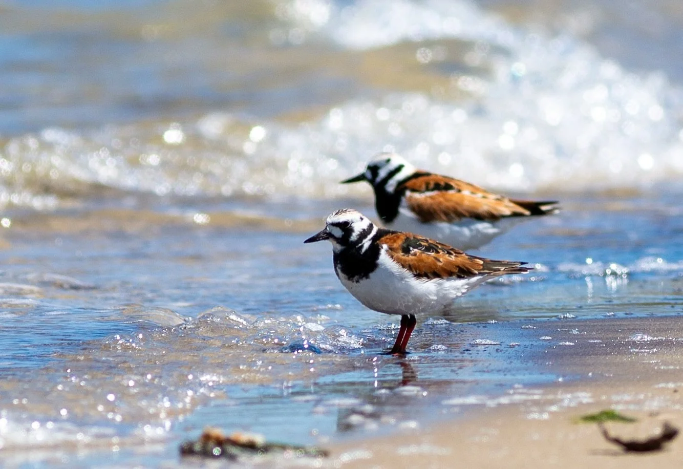 Ruddy Turnstones make identification easy with their distinguished breeding adult plumage.