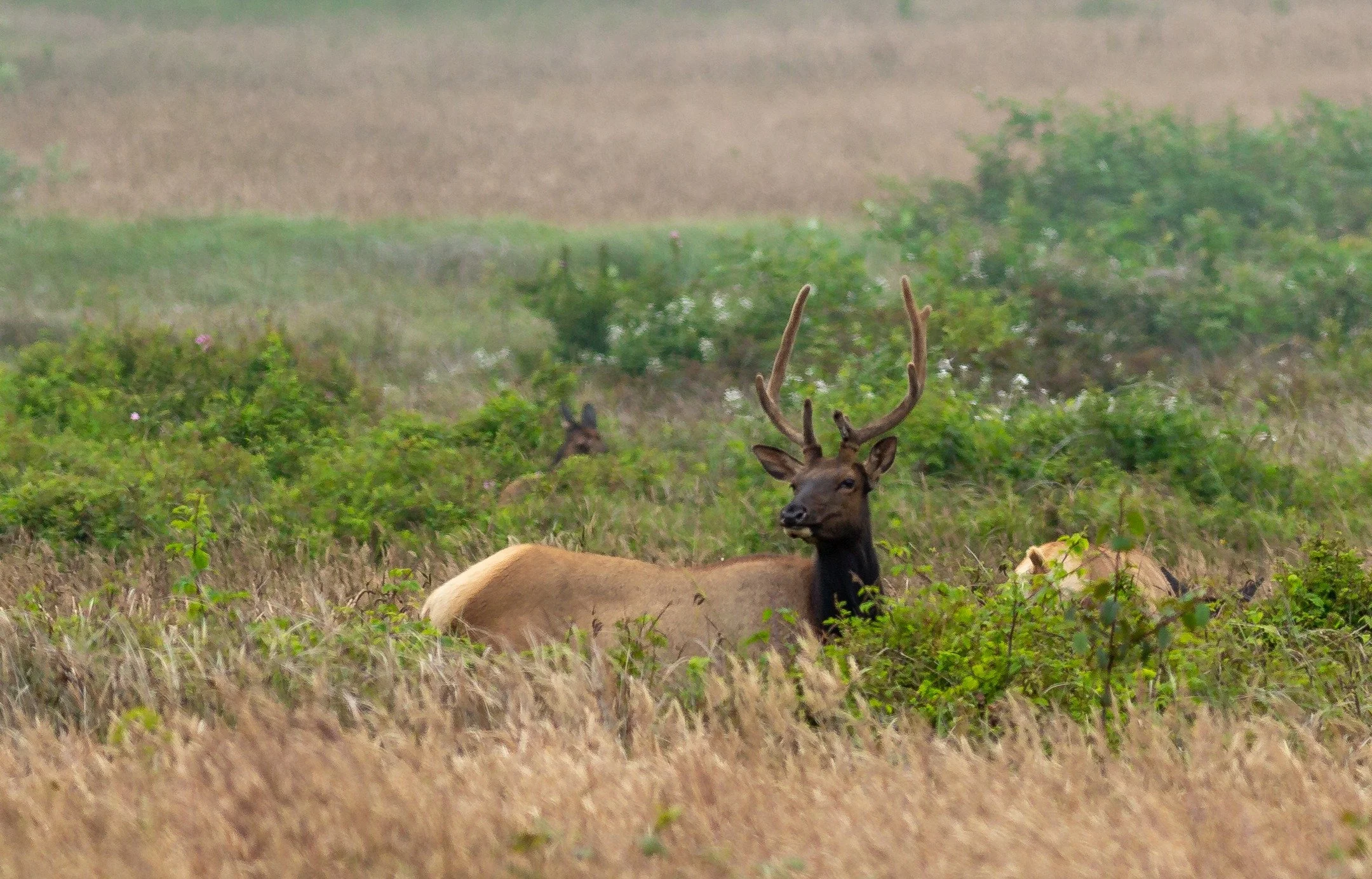 Roosevelt Elk are the largest extant Cervids (the Family of life known as Deer) in North America.