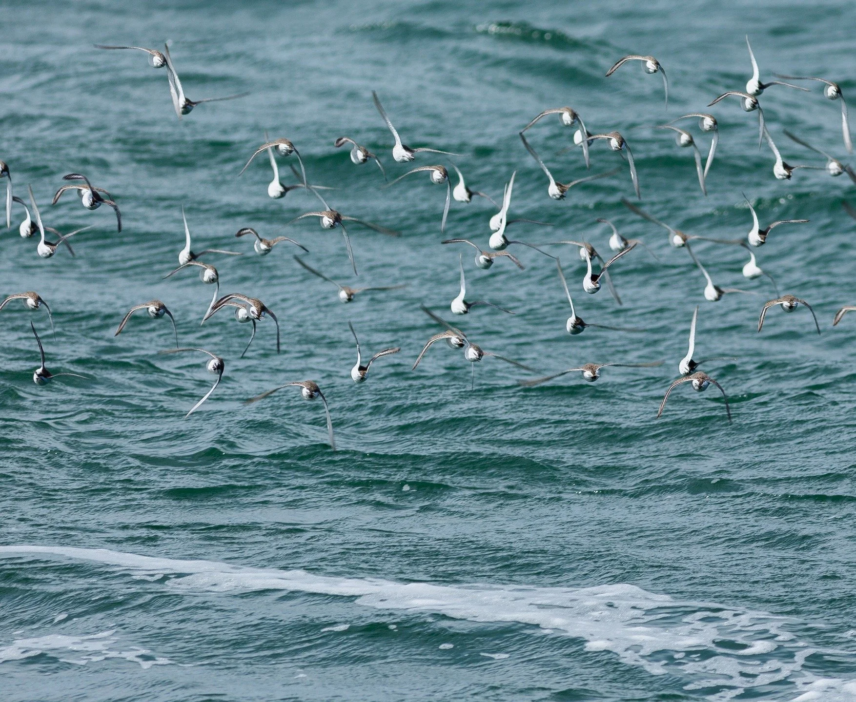 A flock of Dunlins zip through the air in synchronized precise acrobatics.