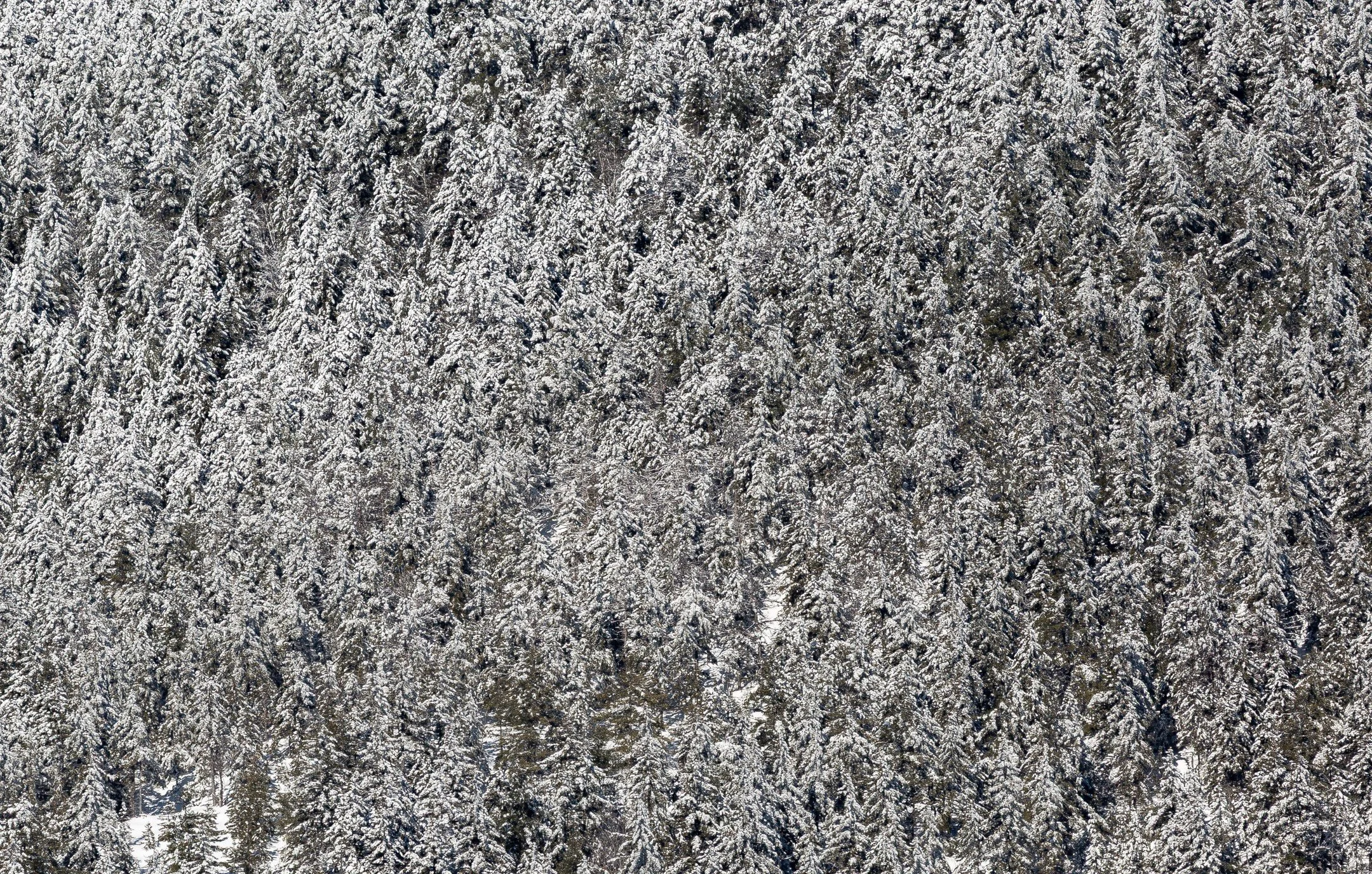 In winter the slope of a mountain stands as a wall of snow holding trees. I'm looking forward to these snowy hikes again.