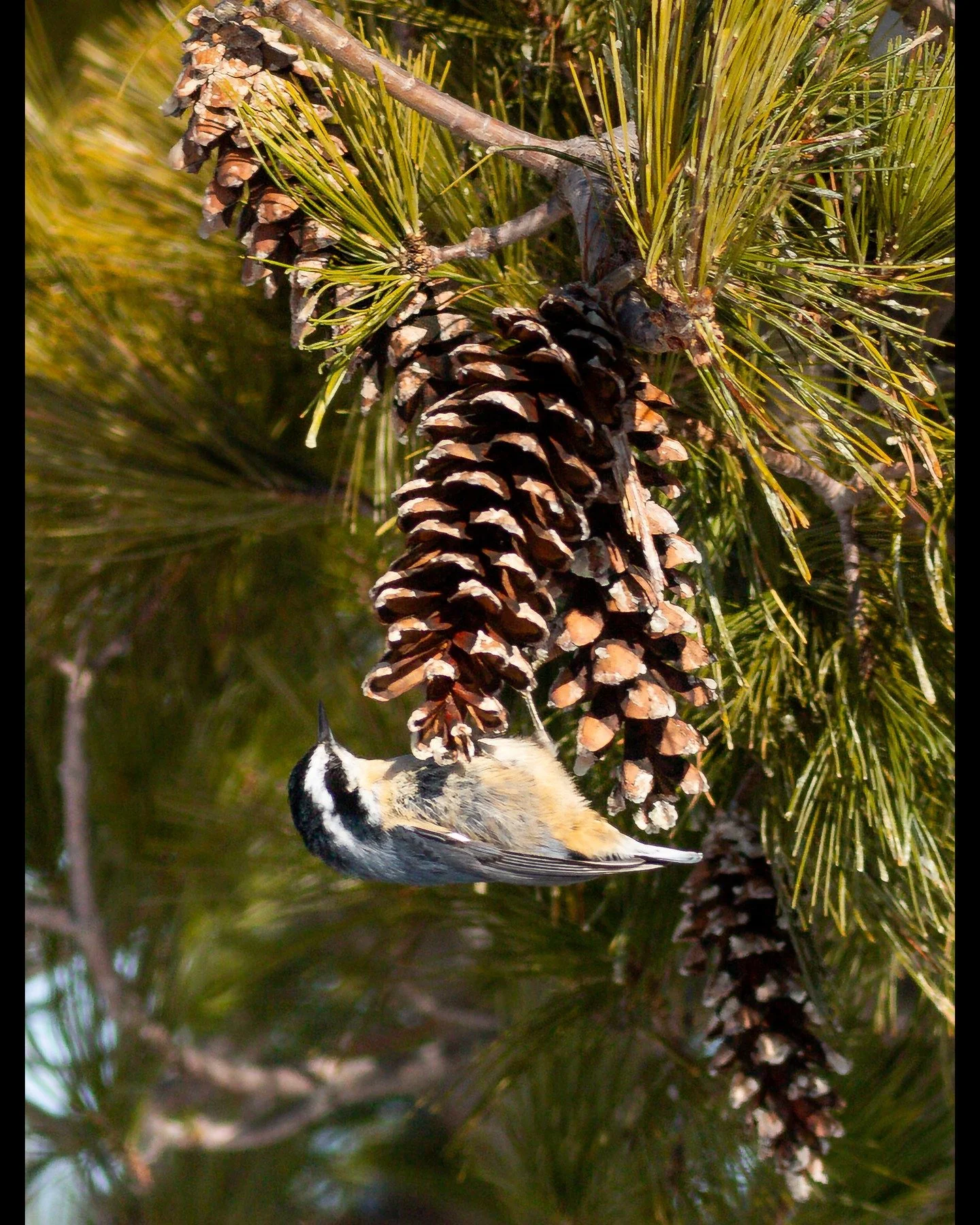 A female Red-breasted Nuthatch on a pine cone. In winter Nuthatches have a harder time finding their favorite food of bugs so rely more heavily on seeds.