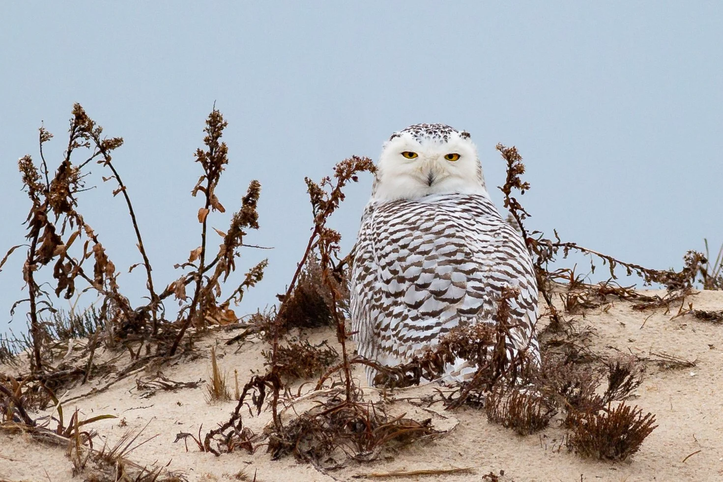 You can't hide from the eyes of a Snowy Owl.