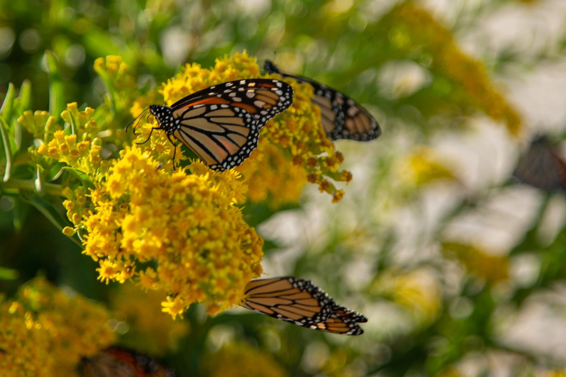 The Monarch Butterflies continue to fight back against extinction. This Spring has seen a 67% increase in their Mexico population. While they are still in a precarious position, it is yet another case showing that if we just take our boot off the nec