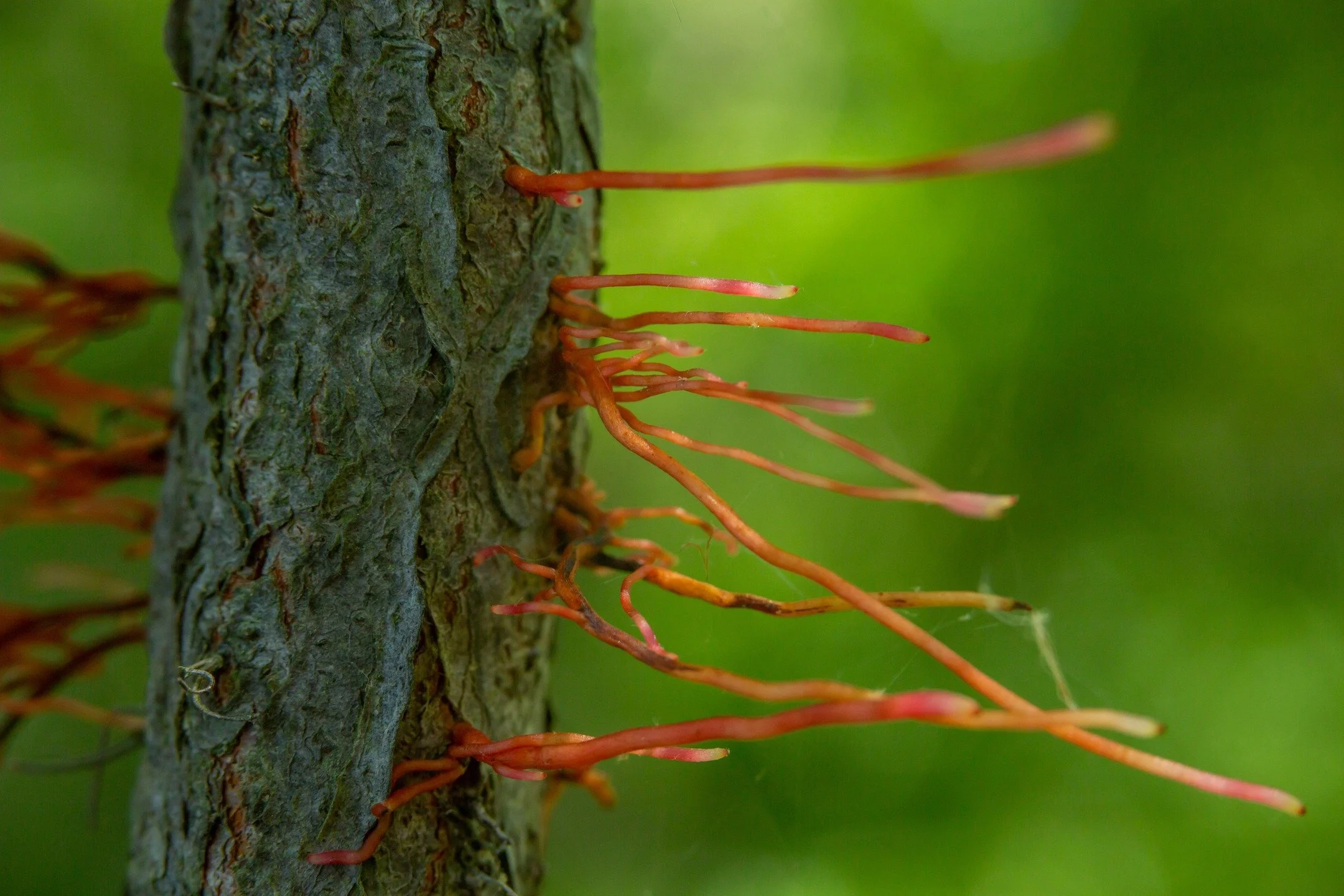 "Once, the story went, there had been biologists on the Forgotten Coast, in numbers so great that the ground shook in the aftermath of their passage." - Absolution by Jeff VanderMeer