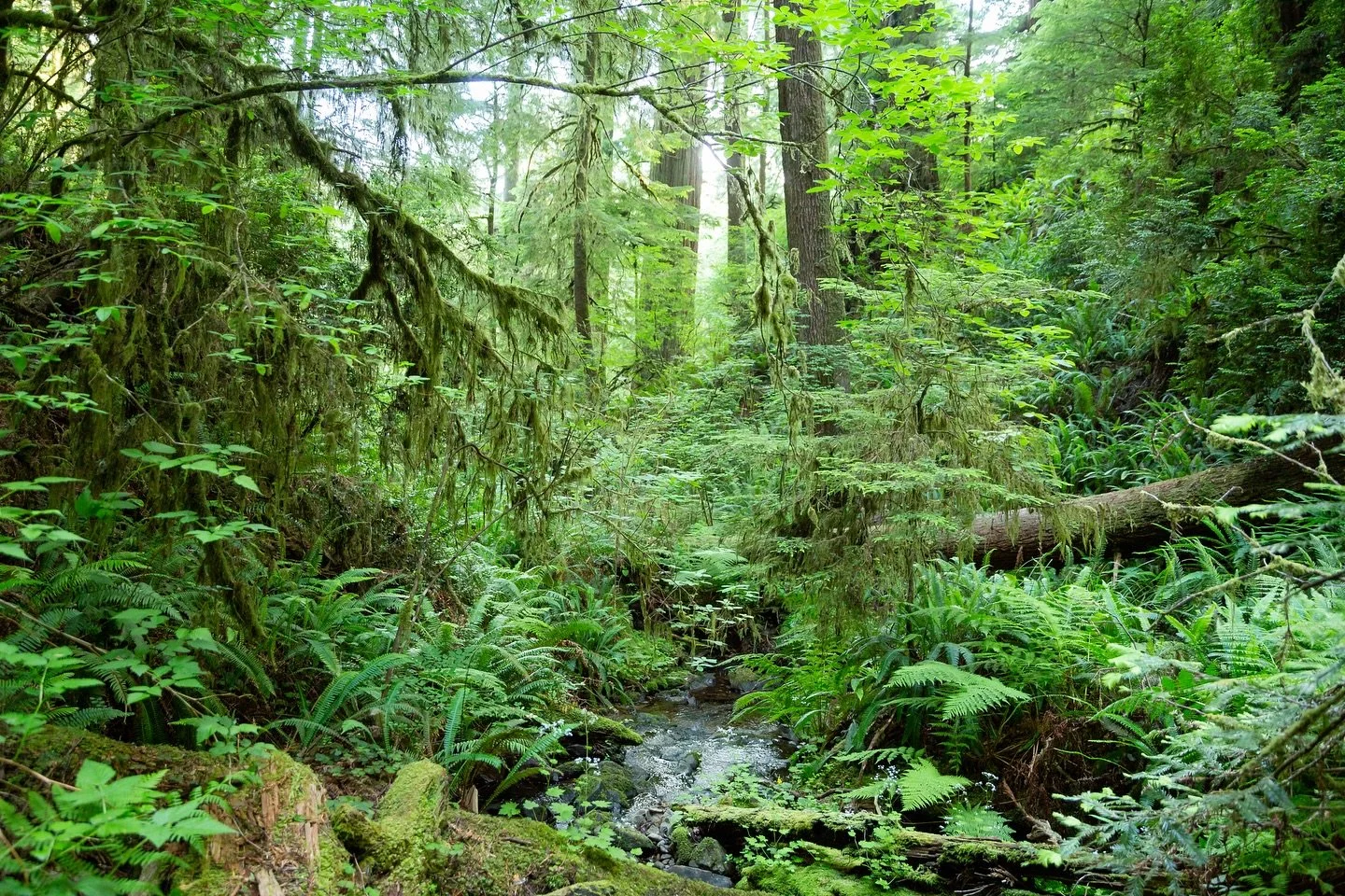 A place so full of life it blurs the line of individual, though you could say the same of the Earth as a whole.