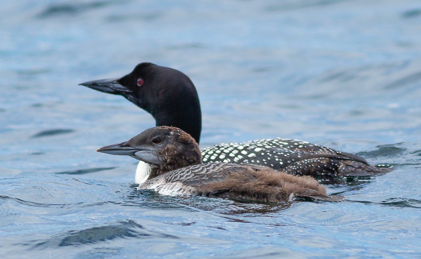 Common Loons usually only have one to two chicks per year. They then raise these young through the summer until they can fend for themselves. Like humans, this is a very high investment into each offspring. This is one of many reasons why protection 