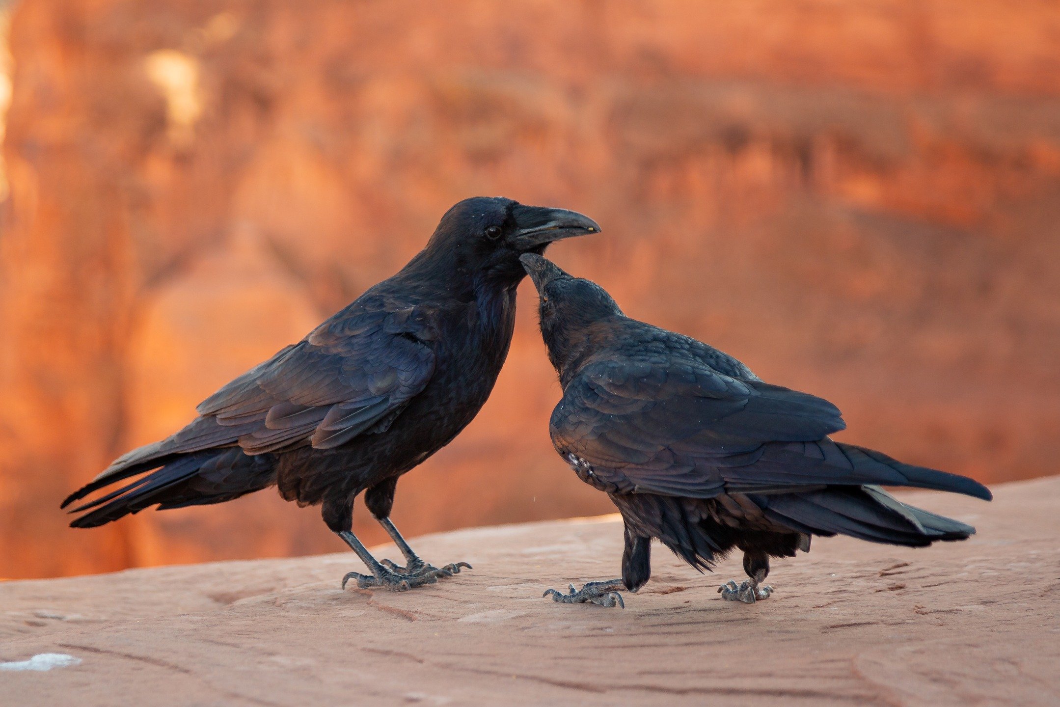 Common Ravens practice mutual preening. By keeping each other clean they both stay healthier as they live social lives.