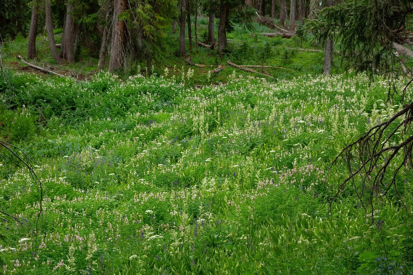 Hard to believe an hour&rsquo;s drive or less in any direction lies desert and canyons. Elevation is a funny thing.
