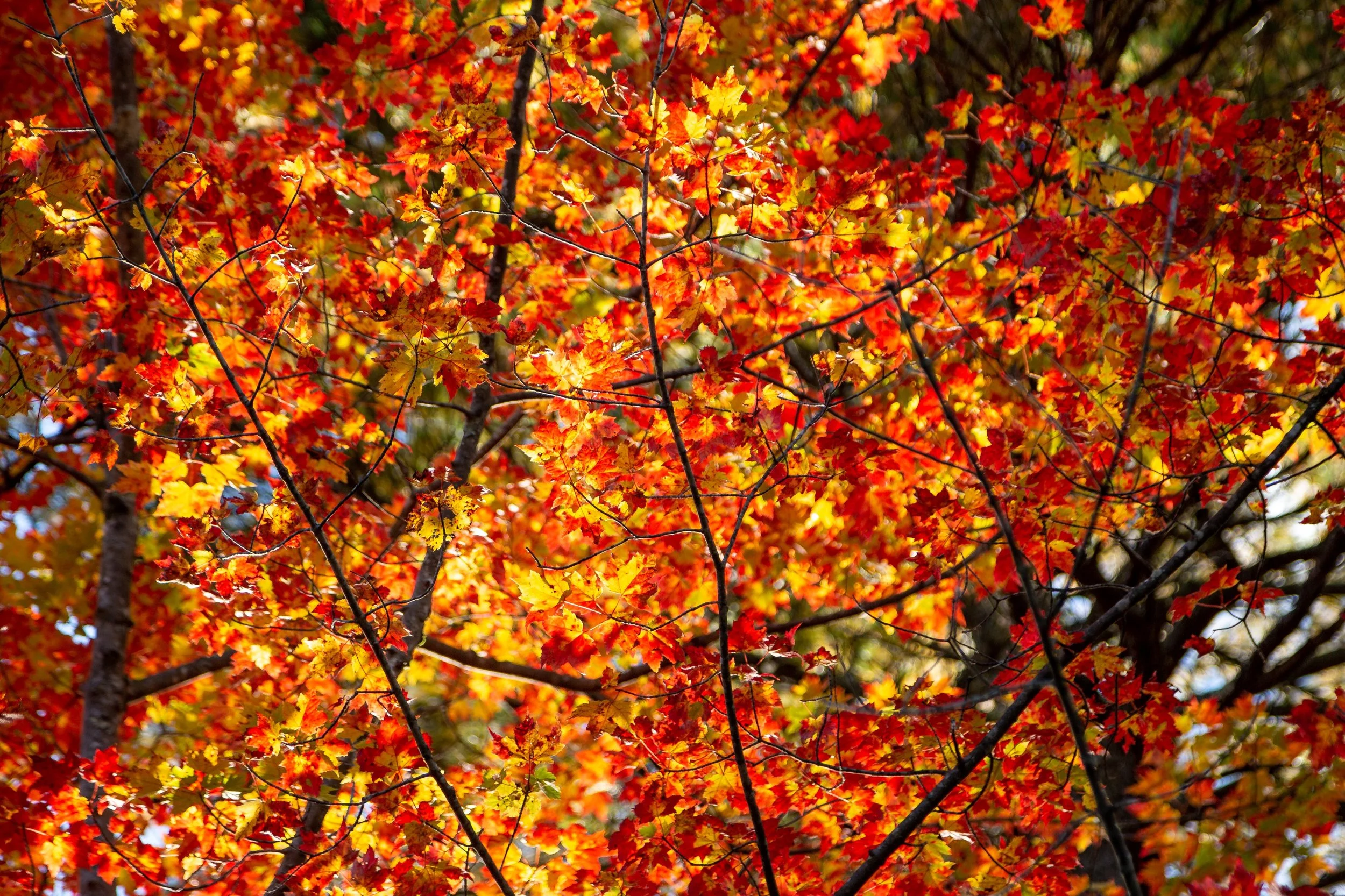 Colors are coming