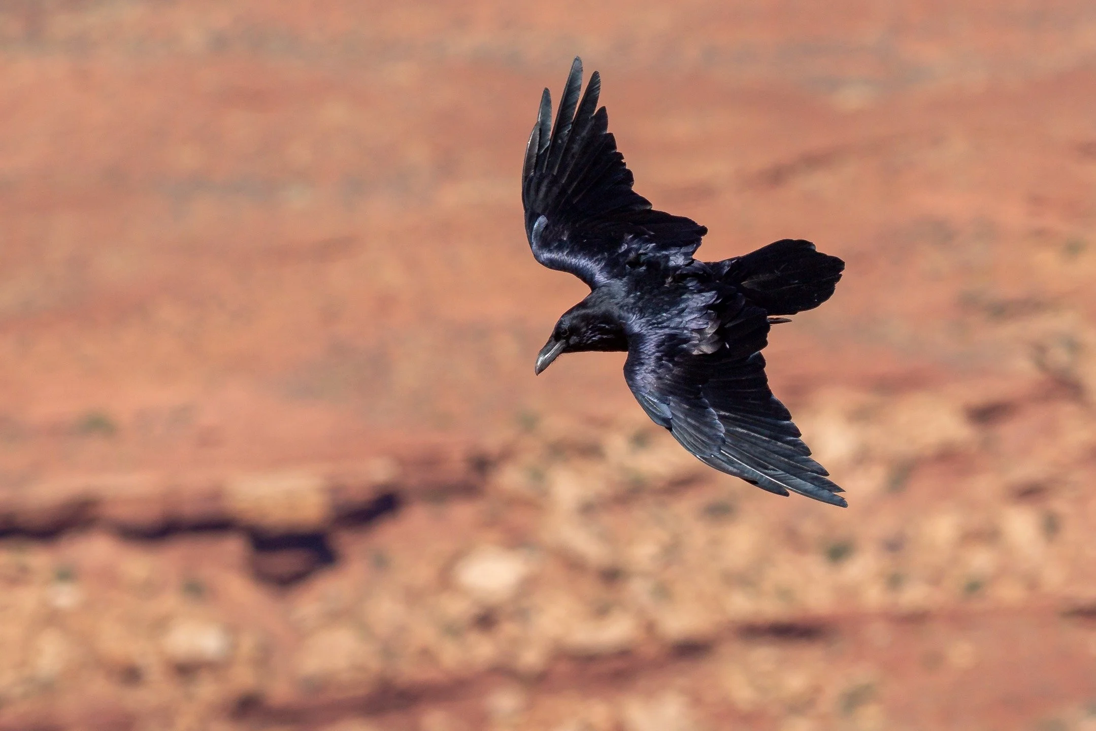 Ravens are able to stay cool in the heat of the desert despite their black feathers through a couple mechanisms. Their feathers are highly insulating keeping them warm in cold desert nights and cool in hot desert days. In addition, the dark color abs