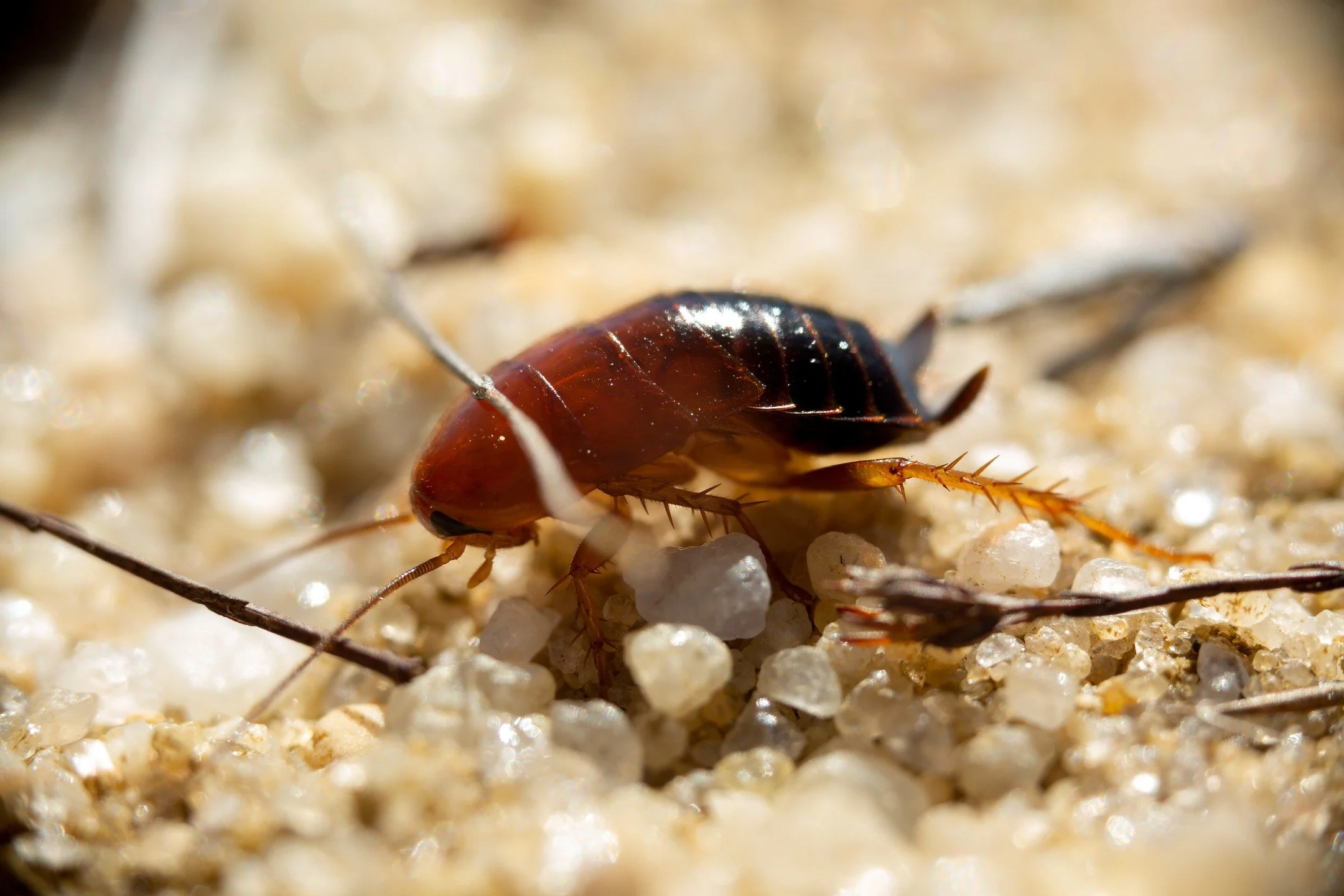 A wild Pennsylvania Wood Cockroach in one of it's natural habitats, the Pine Barrens of Long Island. But who are we to define when something or someone is in their right place?