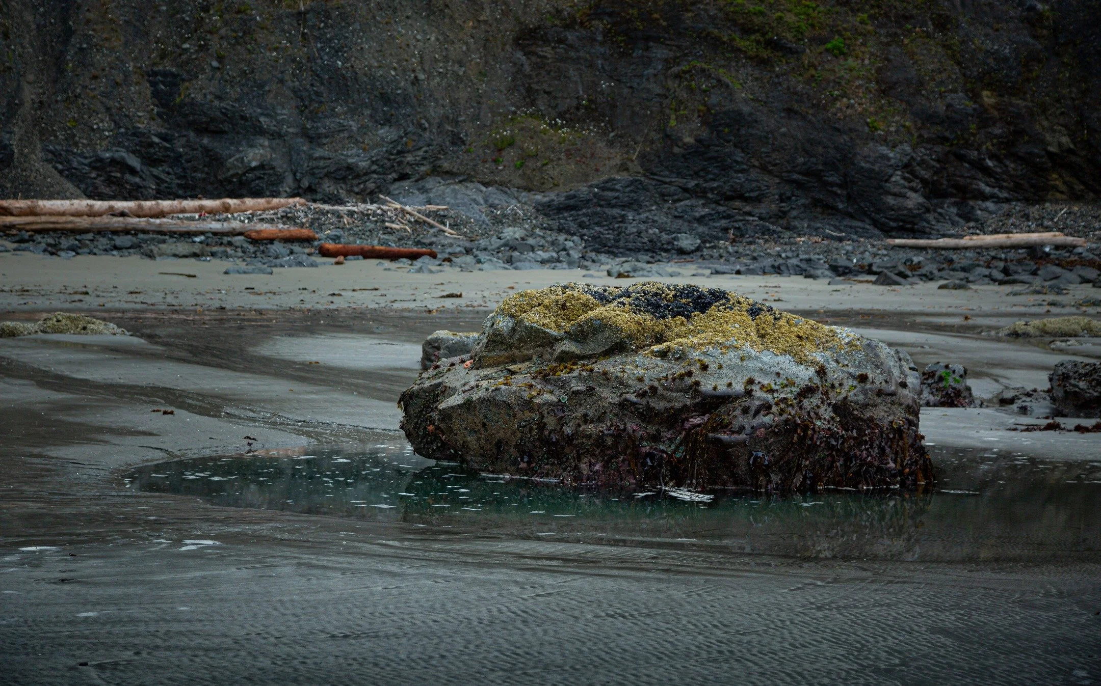 A boulder provides an excellent place for life to cling to among the tides.