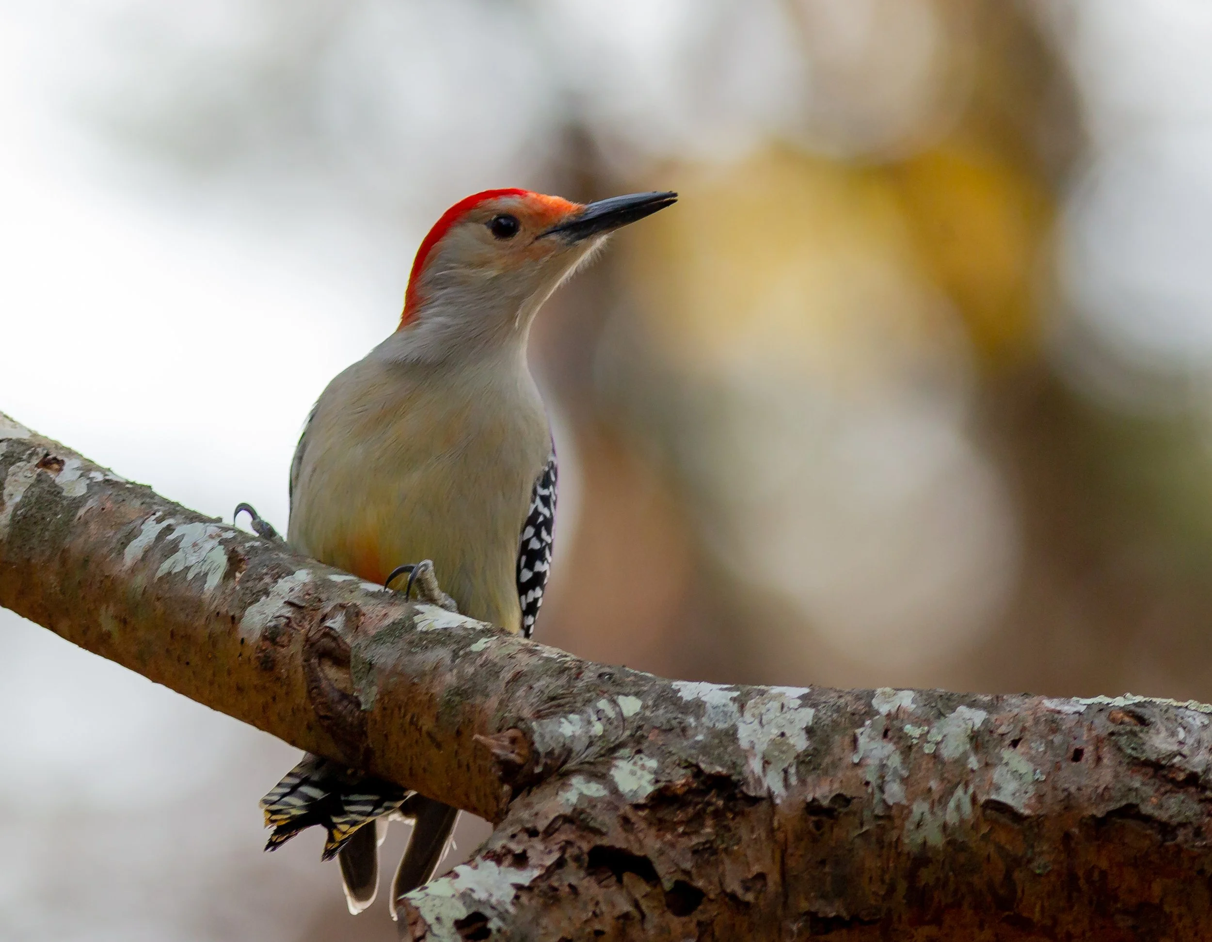 A Red-Bellied Woodpecker's tongue can stick out a whole 2 Inches past the end of its beak!