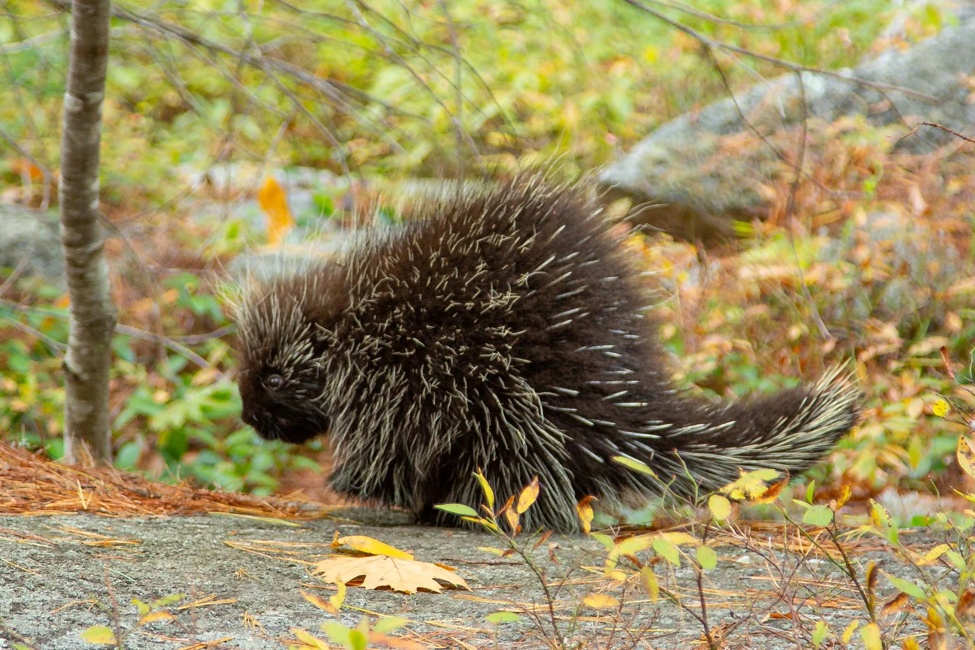 The North American Porcupine is one of the more odd looking mammals in North America, however it's body shape seems to become much more familiar when zoom out in time and think about the many mega fauna that lived on the continent before and during t
