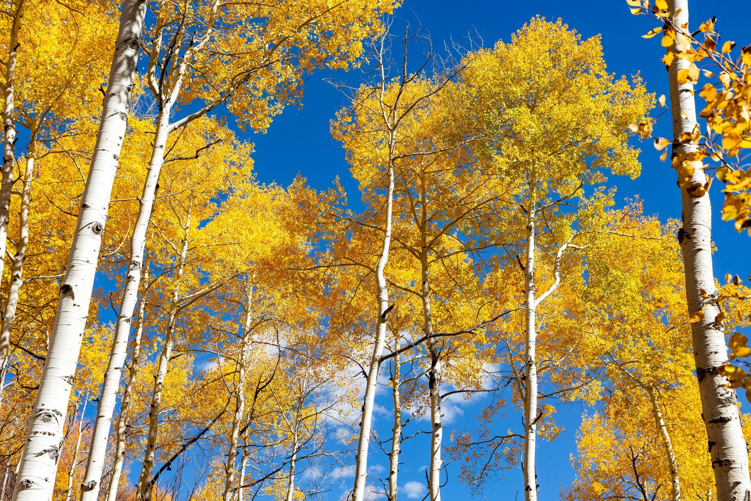 Are these Aspens one or many trees?