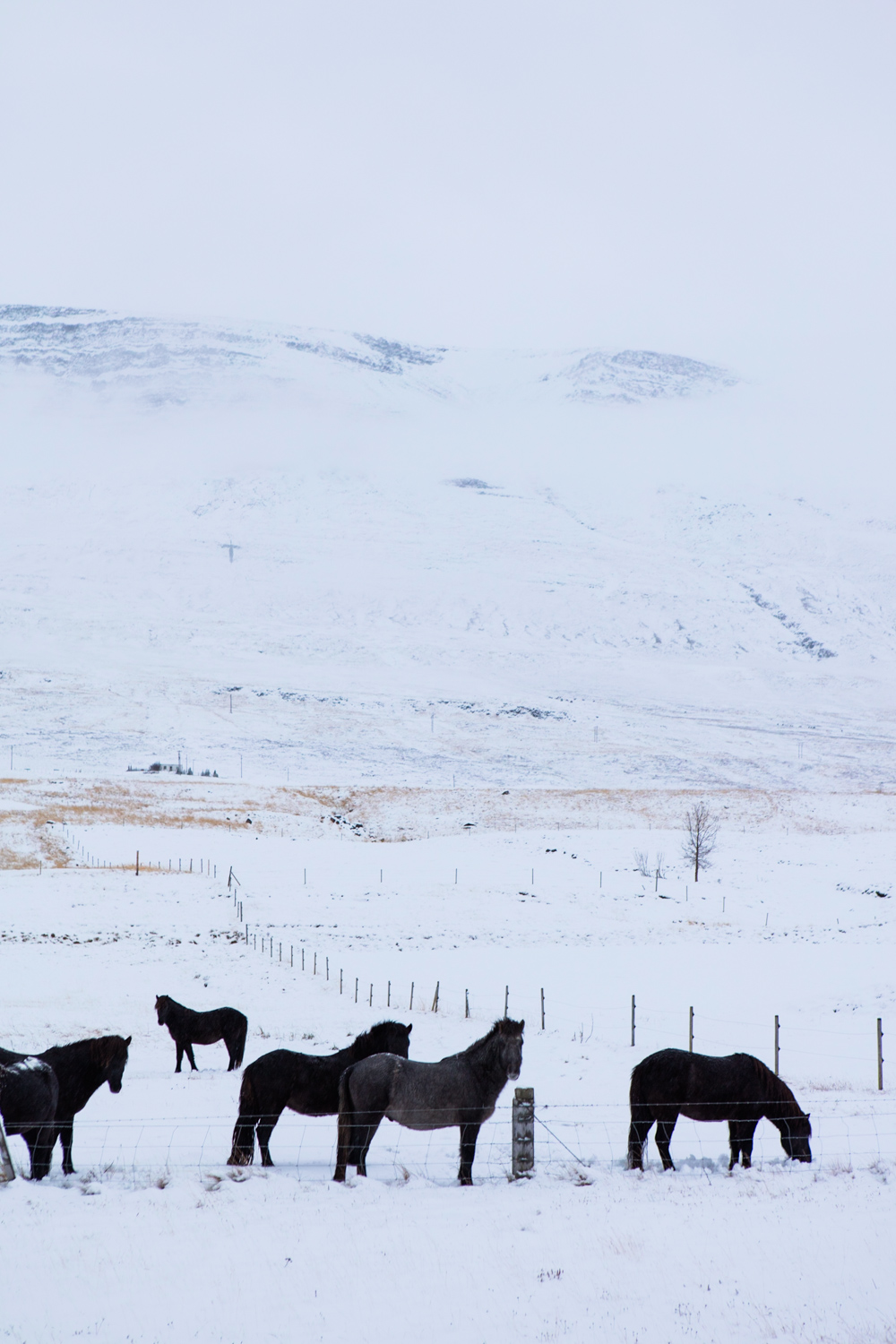ICELAND_AngeloDalBo_26.jpg