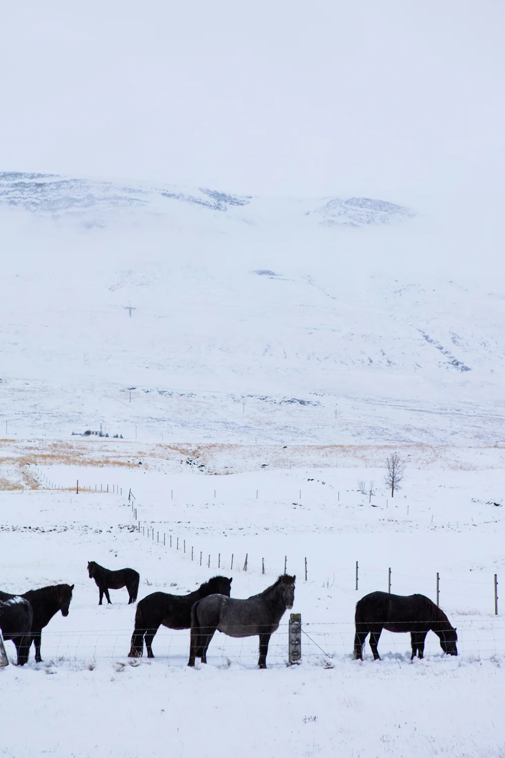 ICELAND_AngeloDalBo_26.jpg