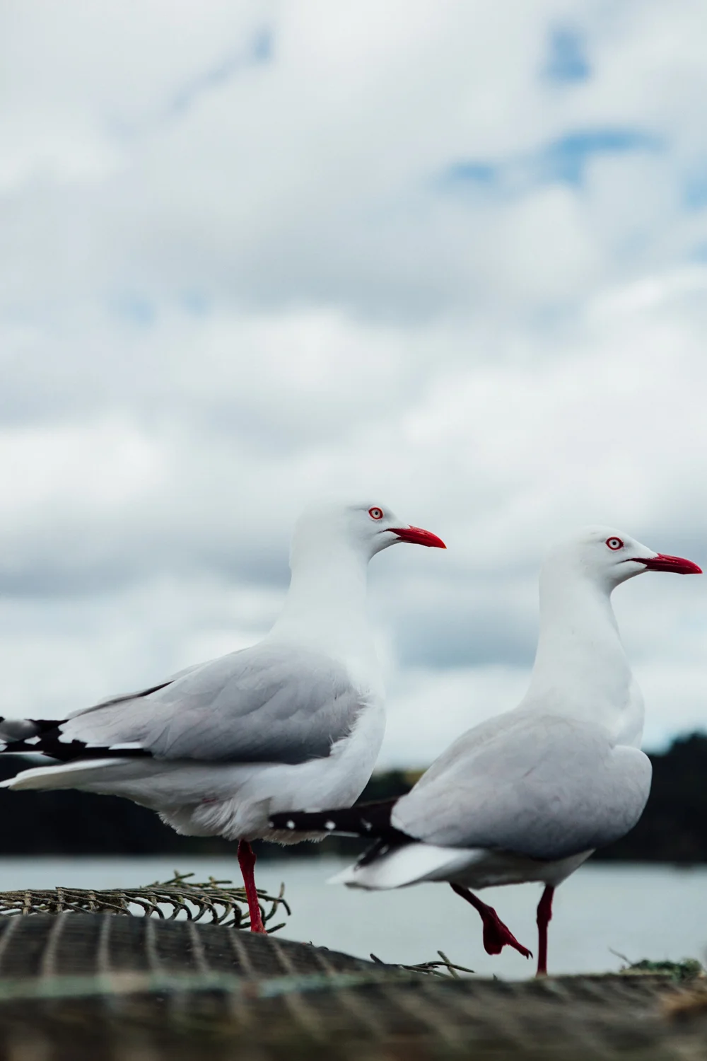 NEW ZEALAND_AngeloDalBo_26.jpg