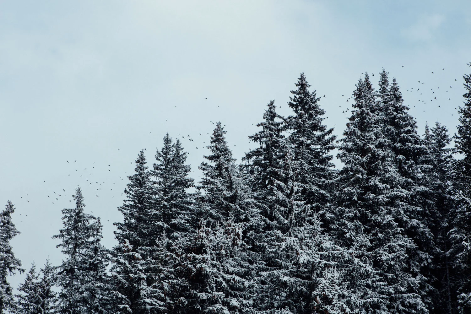 ALTA BADIA_AngeloDalBo_17.jpg
