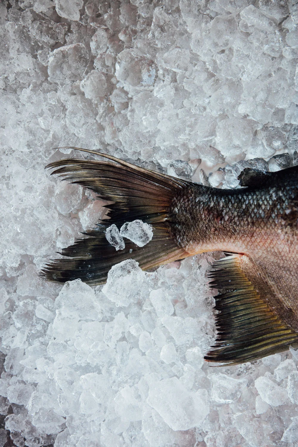 FOOD_AngeloDalBo_94.jpg