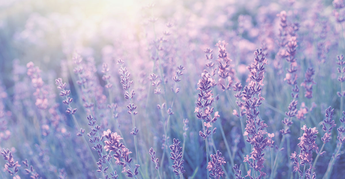 shutterstock_326676161_edit_web.jpg