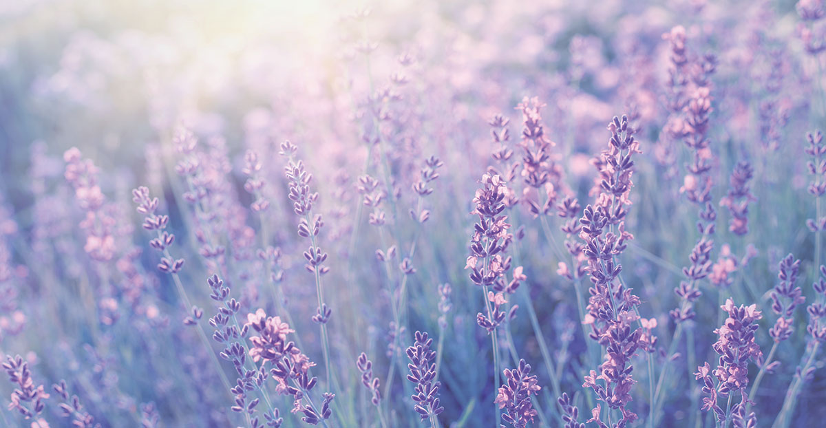 Discover the Luxury of Lavender — Sadona Salon and Spa | Annapolis, MD