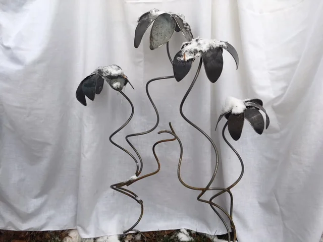 Coneflowers in snow.JPG