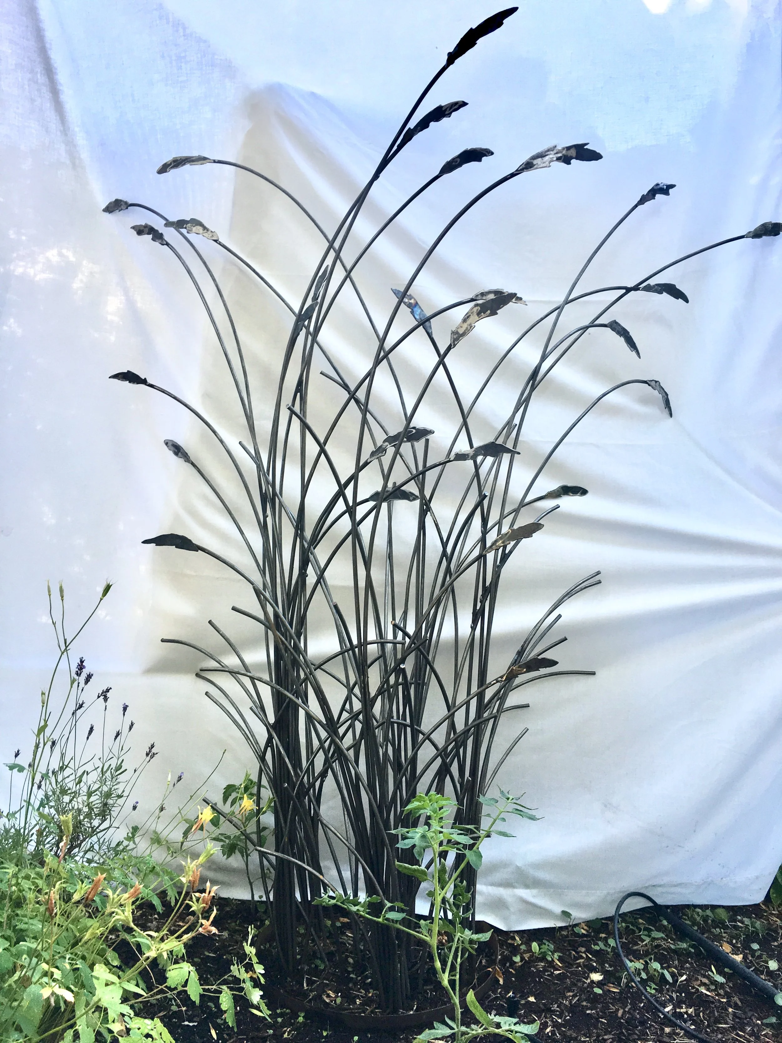 Grassland in garden.jpg