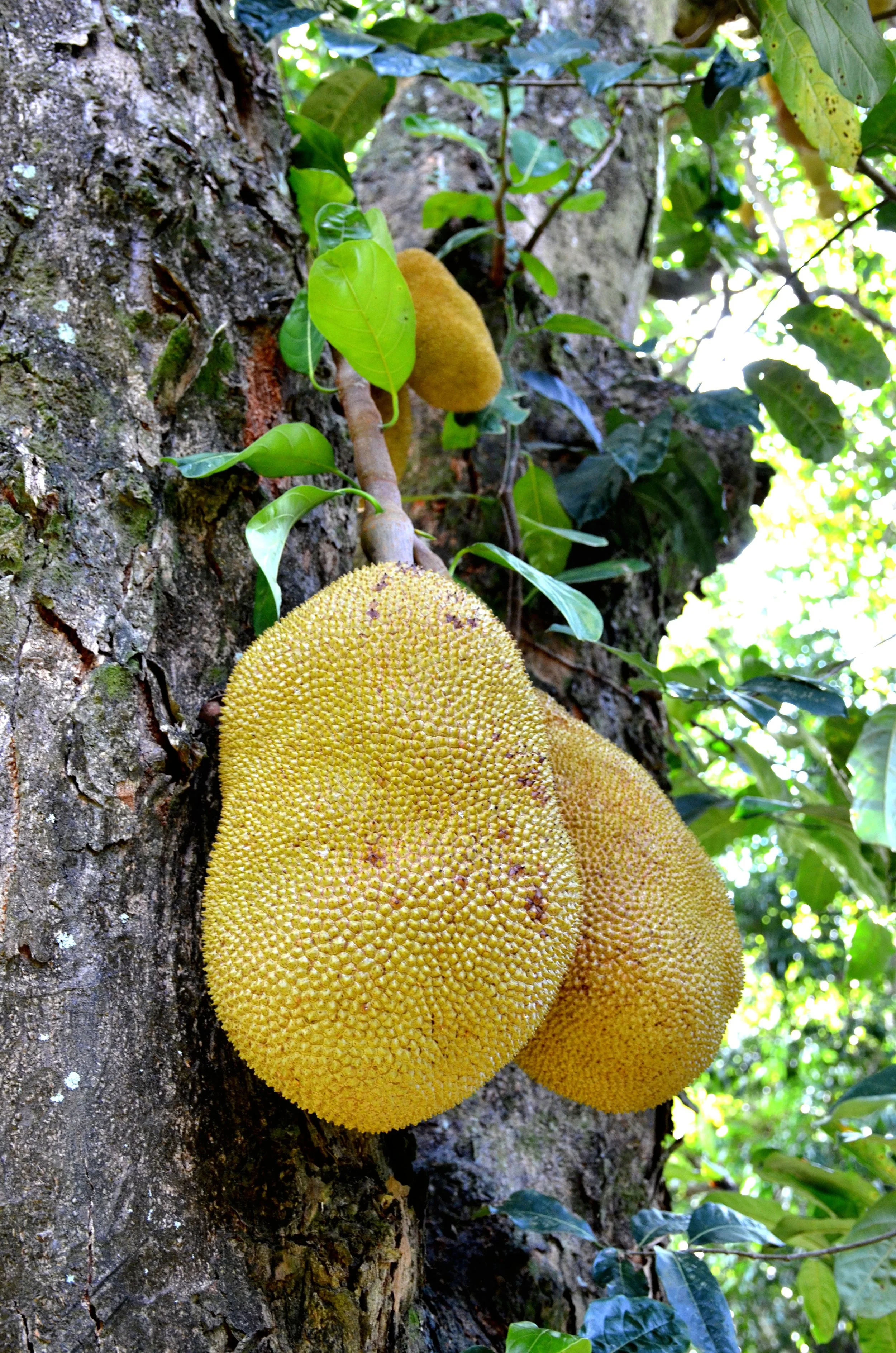 DSC_3867.JPG