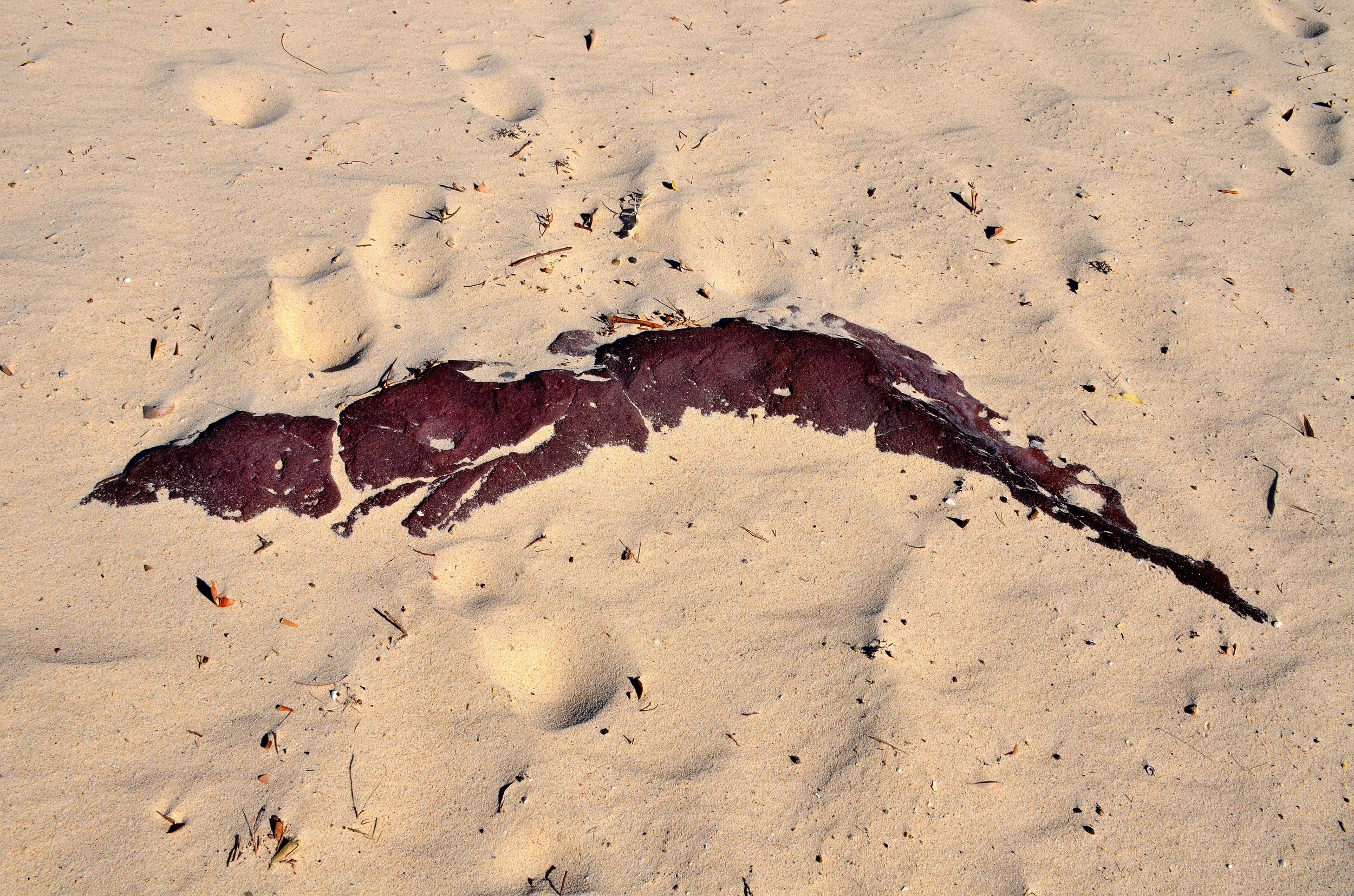 DSC_5752.JPG
