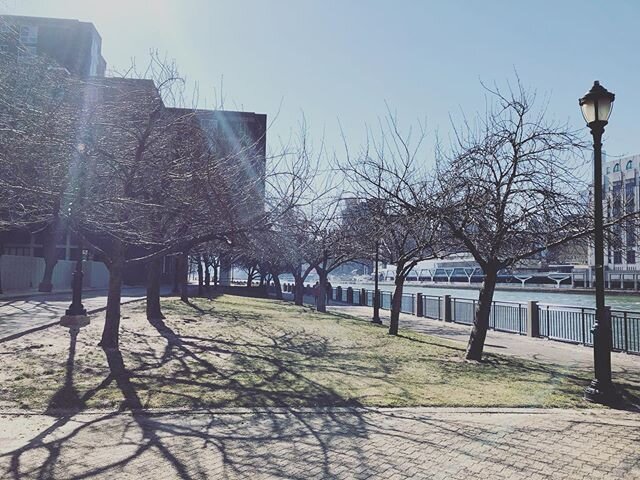 In just a few short months, these cherry blossom trees will be covered in pink 🌸