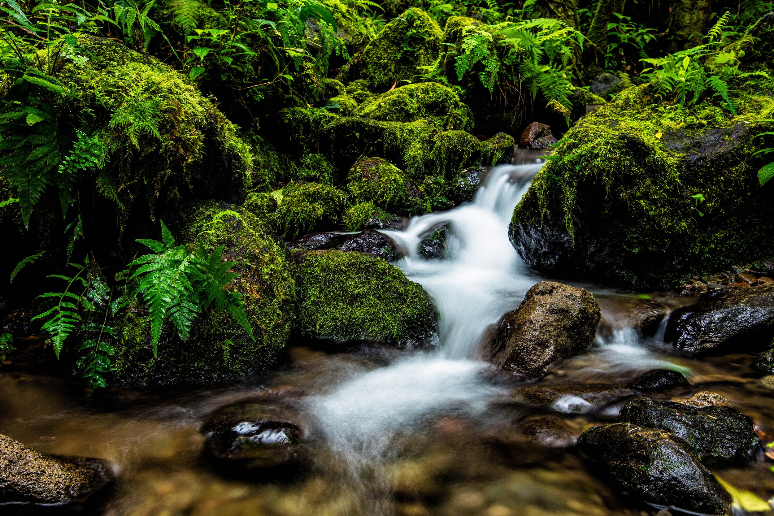 IslandWisdom_EastOahuStream-3.jpg