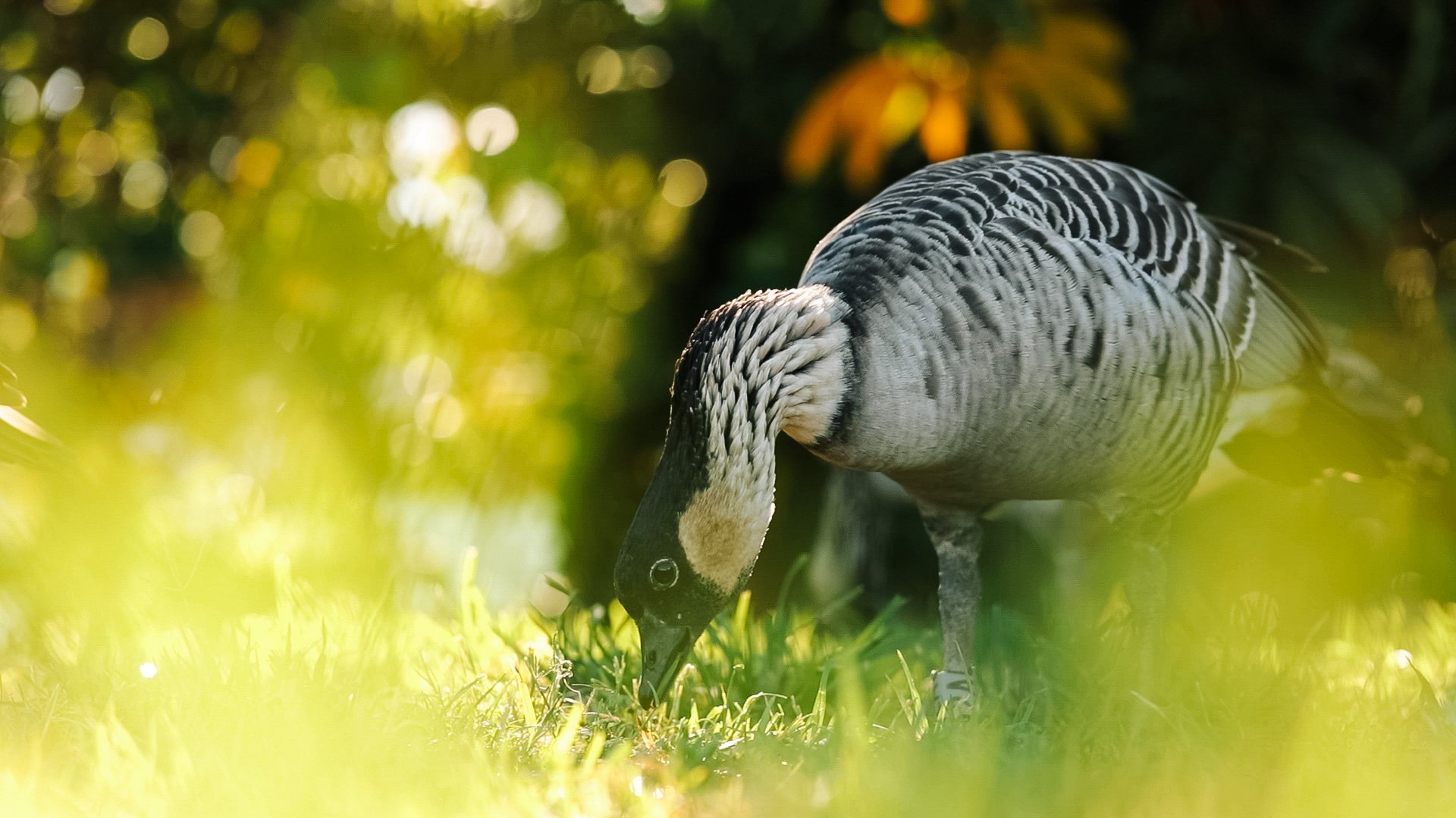 IslandWisdom_NeneBirds-52.jpg