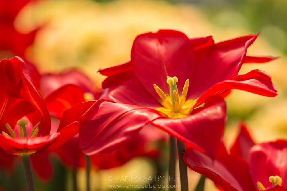 Flower-Tulip1-VBP.jpg