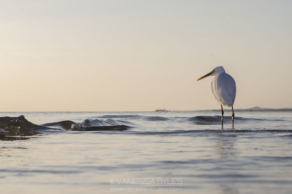 little_egret-VBP.jpg