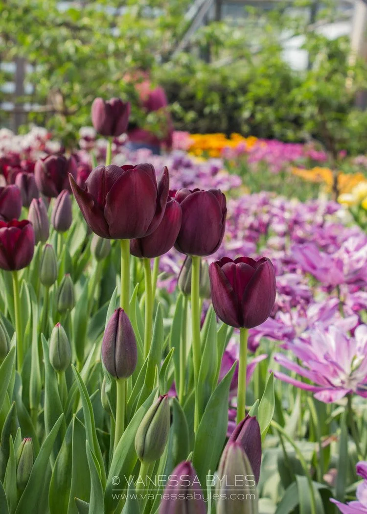 Flower-Tulip6-VBP.jpg
