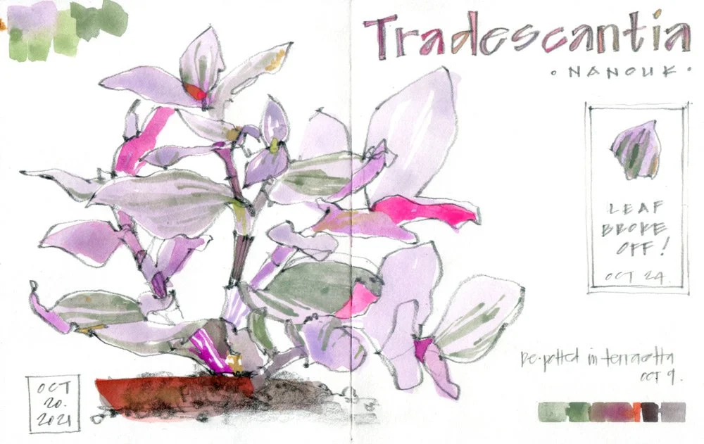 Tradescantia---Concertina-Journal.jpg