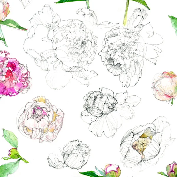 Peony-Sketches_Etsy.jpg