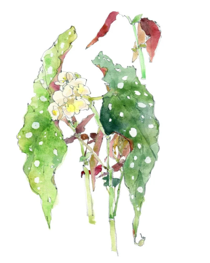 Maculata_Watercolor.jpg