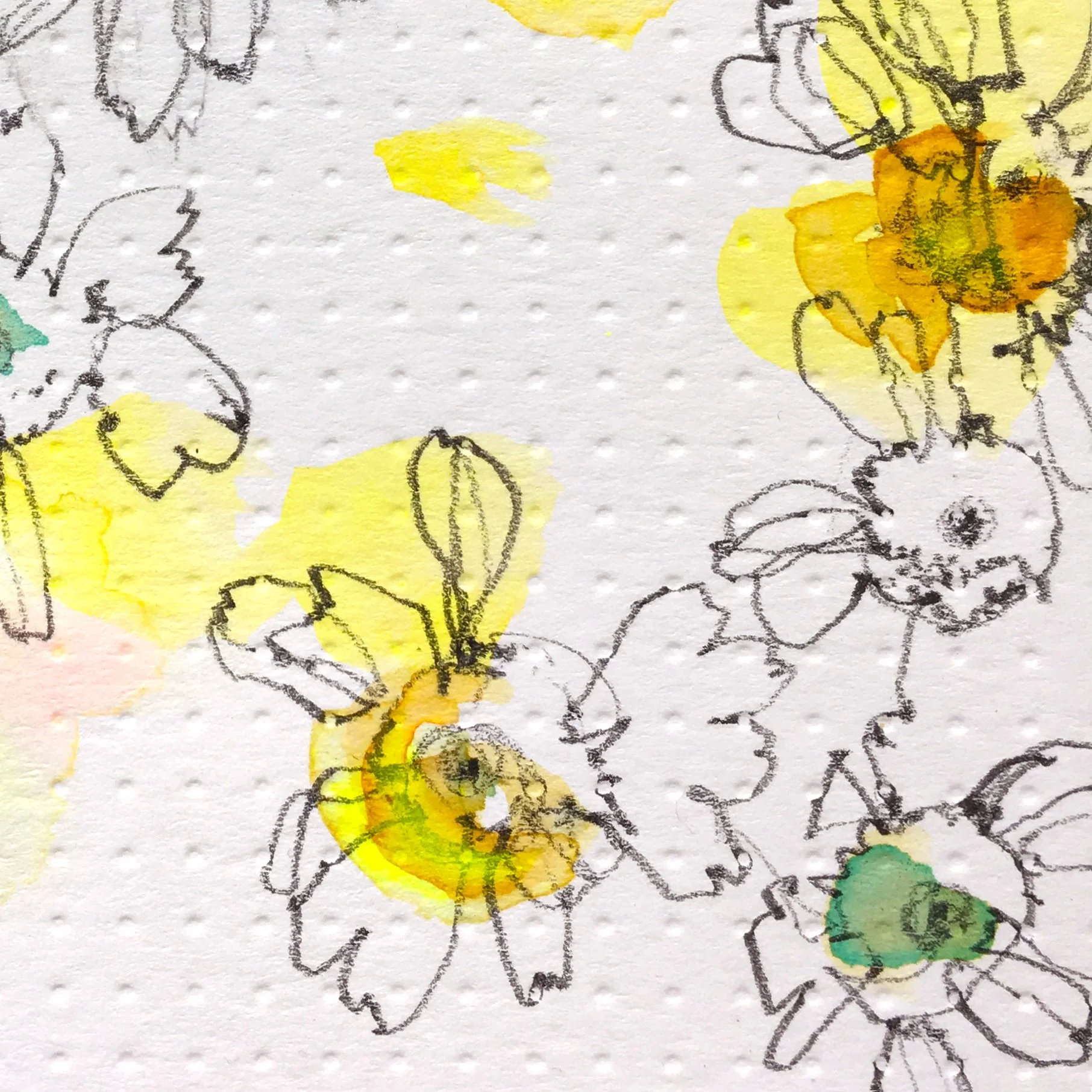 Chamomile2 ZoomB.jpg