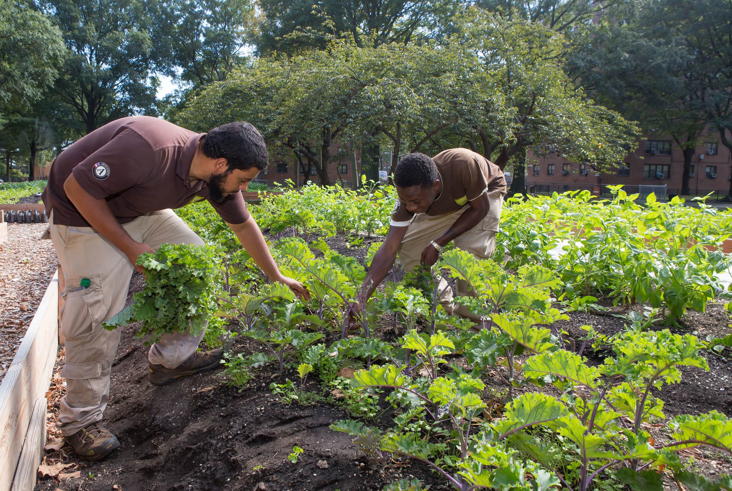 NYCHA Urban Farm at Bay View Houses in Canarsie, Brooklyn. Photo courtesy of NYCHA.