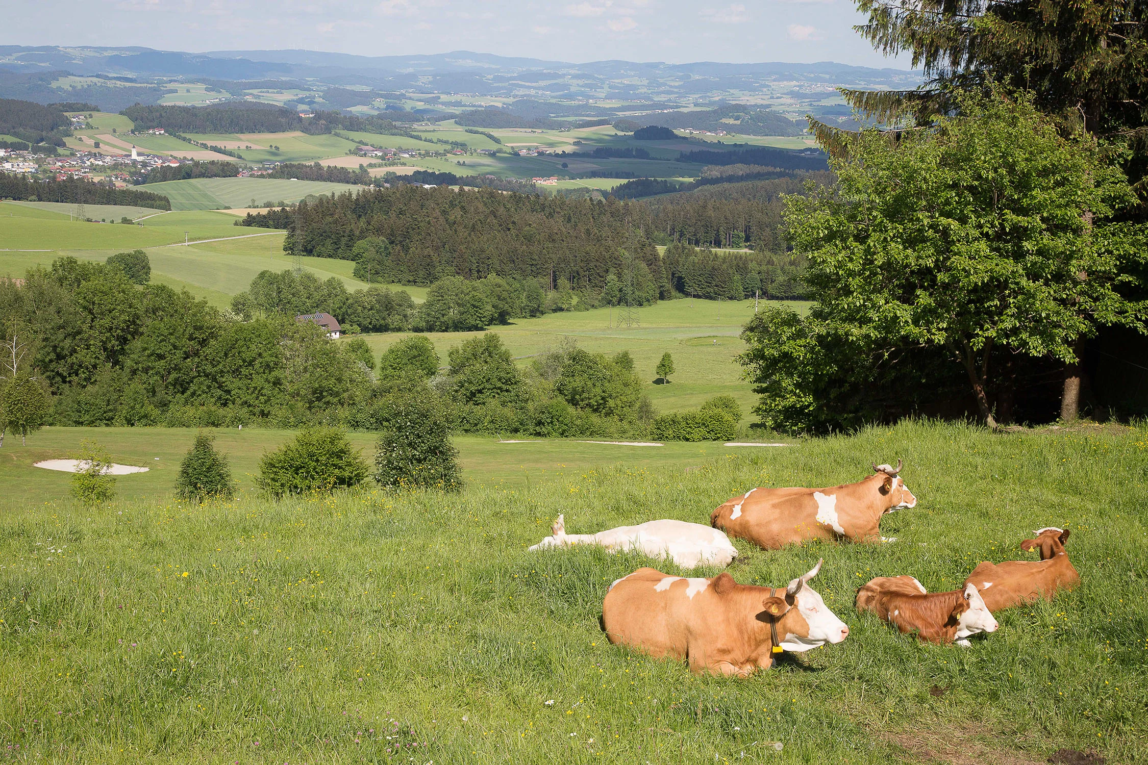 landscape-grass-farm-lawn-meadow-cattle-web.jpg
