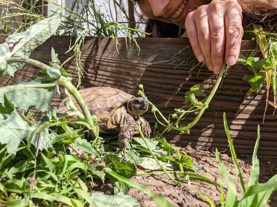 Feeling very loved by special people and creatures on my 🌞 day today. Soaking it up 🌅 🐢#vincent #panda #26