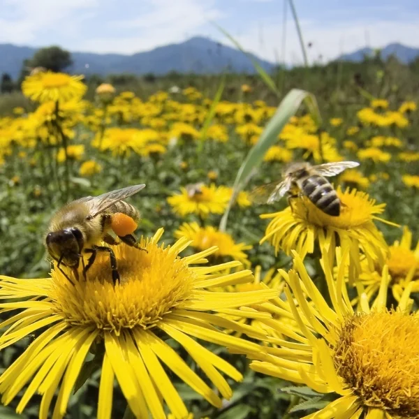 2gtlHoney-Bee-And-SunFlowers.jpg